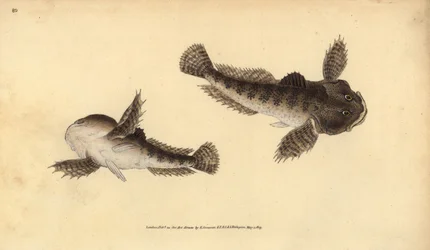 Bullhead, Cottus gobio