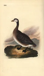Canada Goose, Branta canadensis