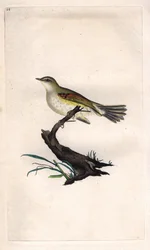 Willow warbler. Phylloscopus trochilus (Motacilla trochilus). Copper engraving by Edward Donovan, published in Histoire naturelle des oiseaux britanniques, London