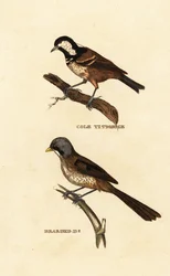 Coal tit and bearded reedling