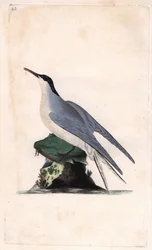 Common Tern, Sterna hirundo