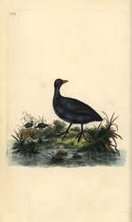 Common Coot