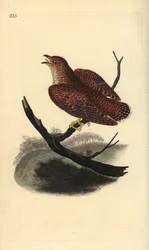 Common Cuckoo (Juvenile), Cuculus canorus