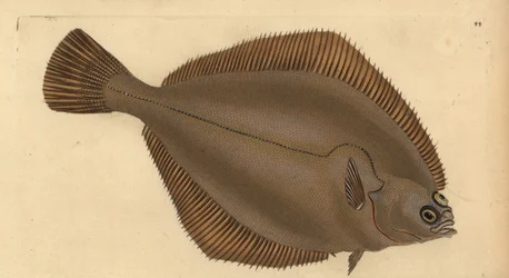 Common dab, Limanda limanda (Pleuronectes limanda). Handcoloured copperplate drawn and engraved by Edward Donovan from his Natural History of British Fishes, Donovan and F.C. and J. Rivington, London