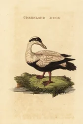 Common eider