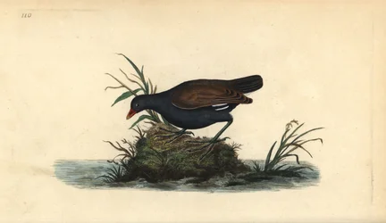 Common moorhen, Gallinula chloropus