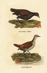 Common moorhen, Gallinula chloropus, and spotted crake, Porzana porzana