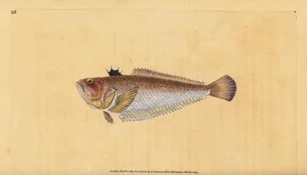 Common or greater weever, Trachinus draco