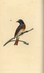 Common redstart, Phoenicurus phoenicurus. Handcoloured copperplate drawn and engraved by Edward Donovan from his own Natural History of British Birds, London