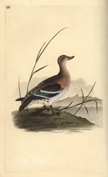 Common Teal, Anas crecca, female. Handcoloured copperplate from Natural History of British Birds, London