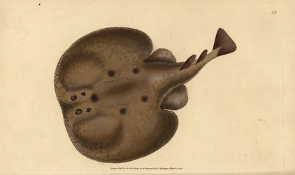 Common torpedo or eyed electric ray, Raja torpedo. Handcoloured copperplate from Natural History of British Fishes, Donovan and F.C. and J. Rivington, London