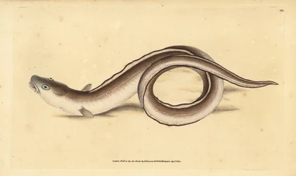 Conger Eel, Muraena conger. Handcoloured Copperplate Drawn and Engraved by Edward Donovan from His Natural History of British Fishes, Donovan and F.C. and J. Rivington, London