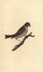 Corn Bunting, Miliaria calandra. Handcoloured copperplate drawn and engraved by Edward Donovan from his Natural History of British Birds, London