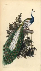 Crested peacock, Indian or blue peafowl, Pavo cristatus. Handcoloured copperplate drawn and engraved by Edward Donovan from his own “Natural History of British Birds,” London