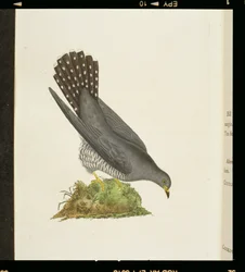 Cuckoo from 