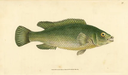 Cuckoo wrasse, Labrus mixtus (Streaked wrasse, Labrus lineatus). Handcoloured copperplate drawn and engraved by Edward Donovan from his Natural History of British Fishes, Donovan and F.C. and J. Rivington, London