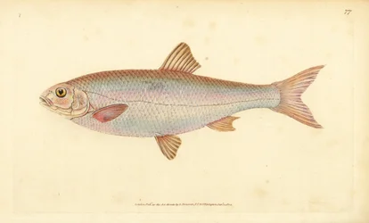 Dace, handcoloured copperplate drawn and engraved by Edward Donovan from his Natural History of British Fishes