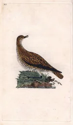 Dore plover. Pluvialis apricaria