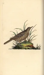 Dusky lark, Pinarocorys nigricans