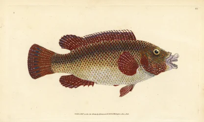 East Atlantic Peacock Wrasse. Handcoloured copperplate by Edward Donovan from 