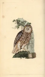 Eurasian Pygmy Owl