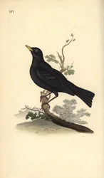 Eurasian blackbird, Turdus merula. Handcoloured copperplate drawn and engraved by Edward Donovan from his own “Natural History of British Birds,” London