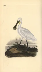 Eurasian or Common Spoonbill, Platalea leucorodia. Handcoloured copperplate from Natural History of British Birds, London