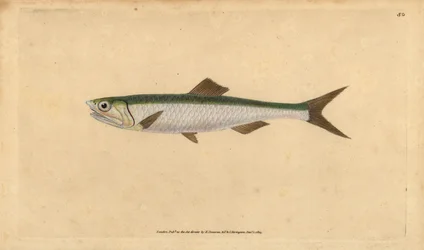 European Anchovy, Handcoloured Copperplate by Edward Donovan from 