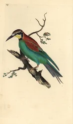 European Bee-eater, Merops apiaster. Handcoloured copperplate drawn and engraved by Edward Donovan from his Natural History of British Birds (1794-1819)