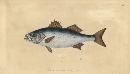 European seabass, Dicentrarchus labrax. Handcoloured copperplate from Natural History of British Fishes, Donovan and F.C. and J. Rivington, London