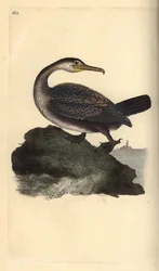 European Shag, Phalacrocorax aristotelis
