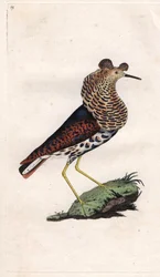 Fighter Varies, Philomachus pugnax