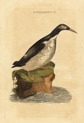Foolish Guillemot
