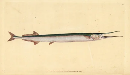 Garfish or sea needle, Belone belone