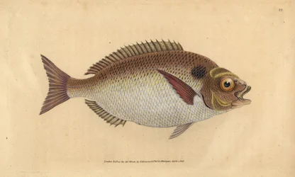 Gilt-head seabream or lunulated gilt-head, Sparus aurata. Handcoloured copperplate from Natural History of British Fishes, Donovan and F.C. and J. Rivington, London
