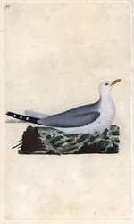 Goeland Ash