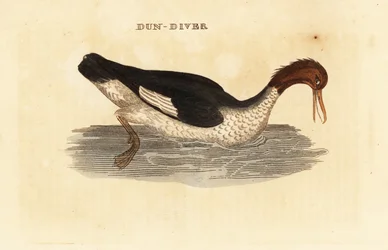 Goosander, Female