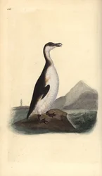 Great auk, Pinguinus impennis, hunted to extinction by egg collectors in 1844