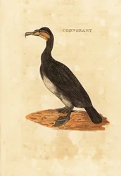 Great cormorant