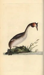 Great Crested Grebe, Podiceps cristatus