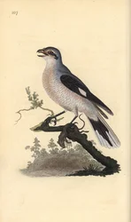 Great grey shrike (female), Lanius excubitor. Handcoloured copperplate from Natural History of British Birds, London