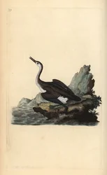 Great Northern Loon, Gavia immer. Handcoloured copperplate drawn and engraved by Edward Donovan from his Natural History of British Birds, London