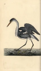 Grey heron, Ardea cinerea. Handcoloured copperplate drawn and engraved by Edward Donovan from his own Natural History of British Birds, London