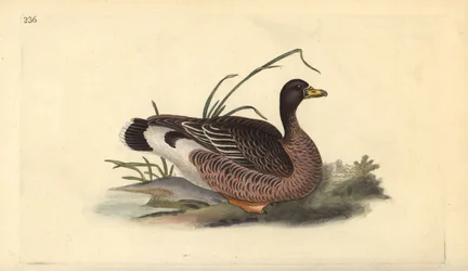 Greylag Goose, Anser Anser. Handcoloured Copperplate Drawn and Engraved by Edward Donovan from His Own 