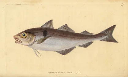 Haddock, Melanogrammus aeglefinus (Gadus aeglefinus). Vulnerable. Handcoloured copperplate drawn and engraved by Edward Donovan from his Natural History of British Fishes, Donovan and F.C. and J. Rivington, London