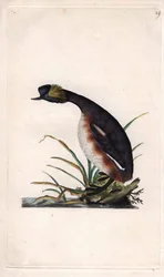 Horned Grebe or Earhorn Grebe, Podiceps auritus
