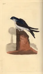 House Martin, Delichon Urbicum, Perched on Top of a Chimney (Handcoloured Copperplate Drawn and Engraved by Edward Donovan from His Own 