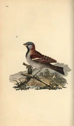 House Sparrow, Passer domesticus