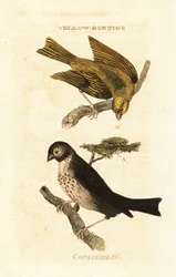 Japanese Yellow Bunting and Corn Bunting