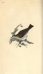 Lesser Pettychaps